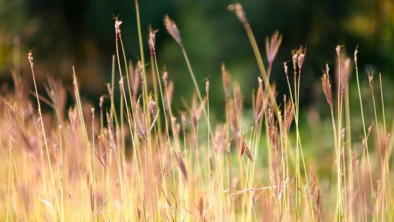 Why Do Users Face 99Exch Payment Problem Issues?